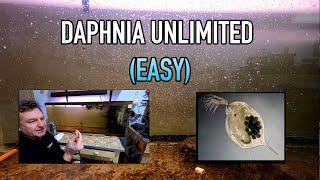 How I Raise Daphnia Water Fleas And You Can Too [upl. by Reppart174]