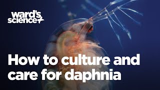 Caring and Culturing for Daphnia [upl. by Eivla]