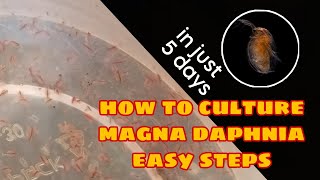 How to Culture Magna Daphnia Easily [upl. by Issak]