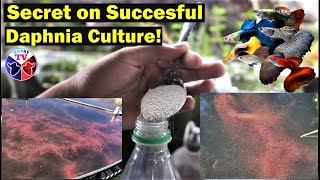 How to Culture Daphnia Successfully [upl. by Lemart126]