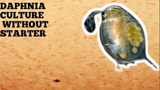 HOW TO CULTURE DAPHNIA NATURALLY WITHOUT A STARTER [upl. by Ettennek]