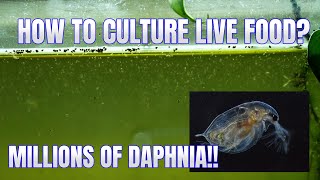 How to Culture Daphnia Secret Method to Breed MILLIONS  Simply Aquatic [upl. by Donaghue]