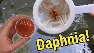 How I Culture Daphnia In Outdoor Tubs [upl. by Tiat608]