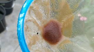 How to culture daphnia moina in a small container Part 1 English Subtitle [upl. by Eita]