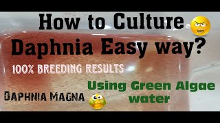 Daphnia MagnaHow to Culture Daphnia Easy wayCulturing Daphnia using Green water Daphnia [upl. by Nagaek285]