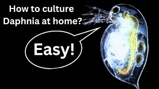 BEST Live Fish Food Beginner guide How to Culture Daphnia at home [upl. by Buseck]