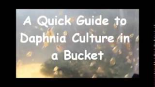 How to culture daphnia outside [upl. by Anpas]