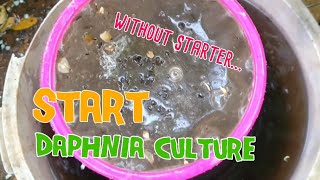 How to culture daphnia moina the easy way 1  Starting the Daphnia culture [upl. by Doralin864]