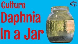 How to Culture Daphnia in a Jar [upl. by Cyrilla]