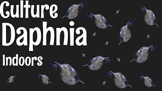 How to Culture Daphnia [upl. by Little]