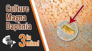 How to culture DAPHNIA MAGNA  The easy way [upl. by Dnivra399]