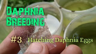 Daphnia Culture made simple and easy 3  Hatching Daphnia eggs [upl. by Yenitirb458]