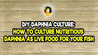 DIY Daphnia Culture How to Culture Nutritious Daphnia as Live Food for Your Fish [upl. by Nnil]