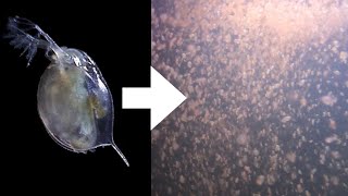 How I Culture Daphnia [upl. by Adair]