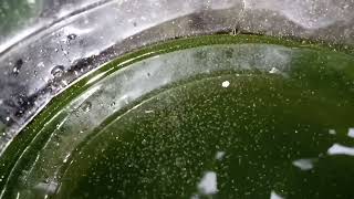 DAPHNIA MOINA CULTURE IN A SMALL BUCKET [upl. by Vasya]