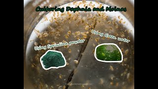 How To Culture Daphnia and Moinas using Green Water Spirulina powder [upl. by Ahseena]