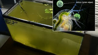 Raising Daphnia for the Freshwater Aquarium [upl. by Adnolehs162]