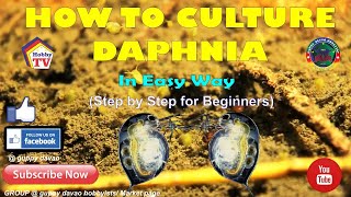 HOW TO CULTURE DAPHNIA In Easy Way [upl. by Engud]